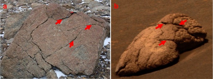 Une roche granitique en Antarctique dont les fissures sont des niches biologiques pour le développement du lichen Pleopsidium Chlorophanum